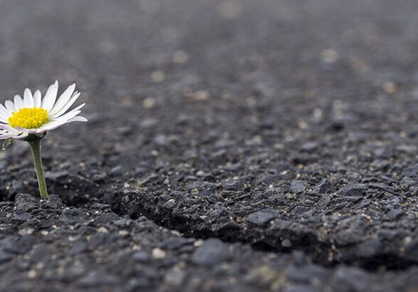 Daisies in the asphalt as a background image